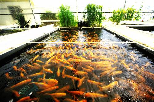 How to Fish Farming on Small Scale Business in Pakistan ...